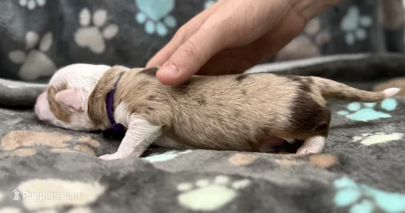 Purple – Miniature American Shepherd puppy for sale in Colorado Springs, CO