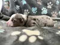 Blue, a male Miniature American Shepherd for sale in Colorado Springs, CO – 5 of 5