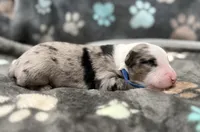 Blue, a male Miniature American Shepherd for sale in Colorado Springs, CO – 2 of 5