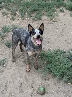 Whiskey, a female Australian Cattle Dog for sale in Colorado Springs, CO – 4 of 9