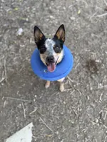 Whiskey, a female Australian Cattle Dog for sale in Colorado Springs, CO – 3 of 9