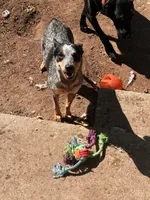 Whiskey, a female Australian Cattle Dog for sale in Colorado Springs, CO – 5 of 9