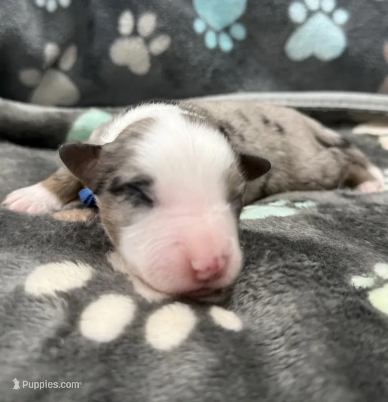 Blue – Miniature American Shepherd puppy on hold in Colorado Springs, CO
