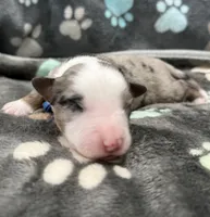 Blue, a male Miniature American Shepherd for sale in Colorado Springs, CO – 1 of 5