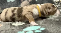 Yellow , a male Miniature American Shepherd for sale in Colorado Springs, CO – 3 of 6