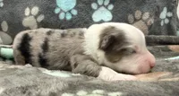 Green, a male Miniature American Shepherd for sale in Colorado Springs, CO – 4 of 6