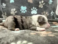Green, a male Miniature American Shepherd for sale in Colorado Springs, CO – 5 of 6