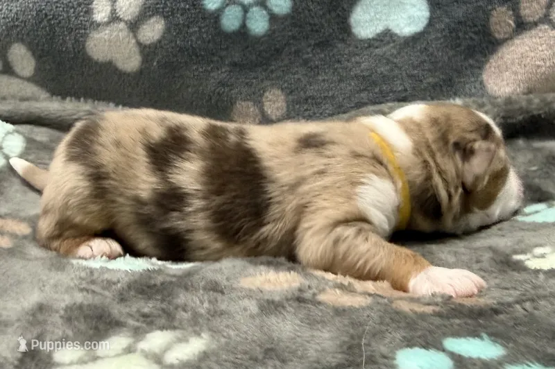 Yellow  – Miniature American Shepherd puppy for sale in Colorado Springs, CO