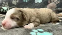 Yellow , a male Miniature American Shepherd for sale in Colorado Springs, CO – 2 of 6