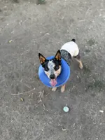 Whiskey, a female Australian Cattle Dog for sale in Colorado Springs, CO – 2 of 9