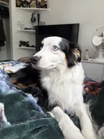 Ellie, a female Miniature American Shepherd for sale in Colorado Springs, CO – 4 of 7
