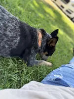 Whiskey, a female Australian Cattle Dog for sale in Colorado Springs, CO – 8 of 9
