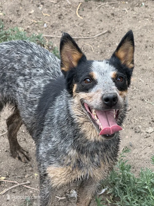 Whiskey – Australian Cattle Dog puppy for sale in Colorado Springs, CO