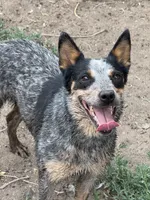 Whiskey, a female Australian Cattle Dog for sale in Colorado Springs, CO – 1 of 9