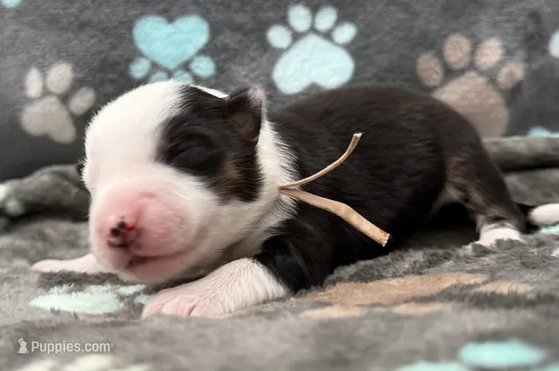 Pink – Miniature American Shepherd puppy for sale in Colorado Springs, CO