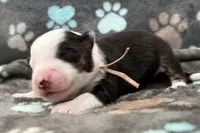 Pink, a female Miniature American Shepherd for sale in Colorado Springs, CO – 1 of 5