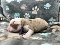 Purple, a male Miniature American Shepherd for sale in Colorado Springs, CO – 4 of 10