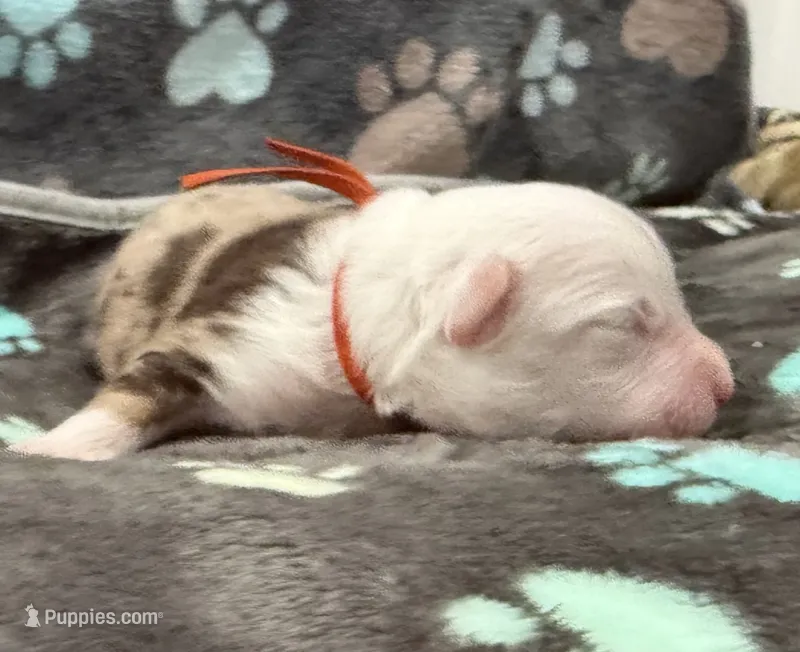 Orange – Miniature American Shepherd puppy for sale in Colorado Springs, CO