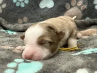 Yellow , a male Miniature American Shepherd for sale in Colorado Springs, CO – 5 of 6