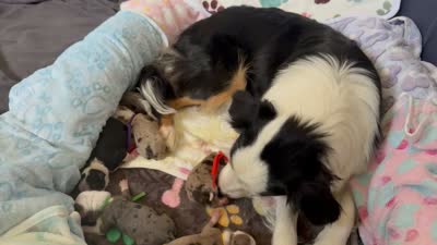 Ellie, a female Miniature American Shepherd for sale in Colorado Springs, CO – 7 of 7