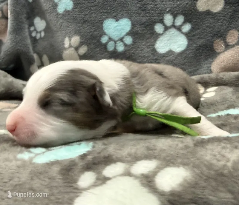 Green – Miniature American Shepherd puppy for sale in Colorado Springs, CO