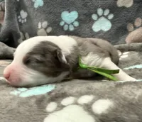 Green, a male Miniature American Shepherd for sale in Colorado Springs, CO – 1 of 6