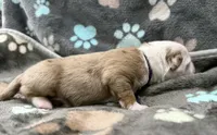 Purple, a male Miniature American Shepherd for sale in Colorado Springs, CO – 9 of 10