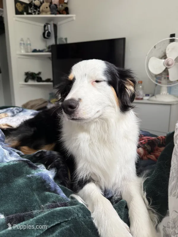 Ellie – Miniature American Shepherd puppy for sale in Colorado Springs, CO