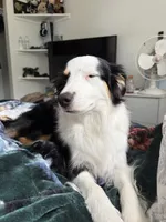 Ellie, a female Miniature American Shepherd for sale in Colorado Springs, CO – 1 of 7