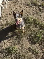 Whiskey, a female Australian Cattle Dog for sale in Colorado Springs, CO – 9 of 9