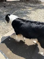 Ellie, a female Miniature American Shepherd for sale in Colorado Springs, CO – 2 of 7