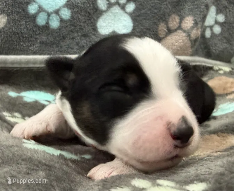 Red – Miniature American Shepherd puppy for sale in Colorado Springs, CO
