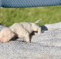 Suave, a male American Bully for sale in Little Rock, AR – 2 of 2