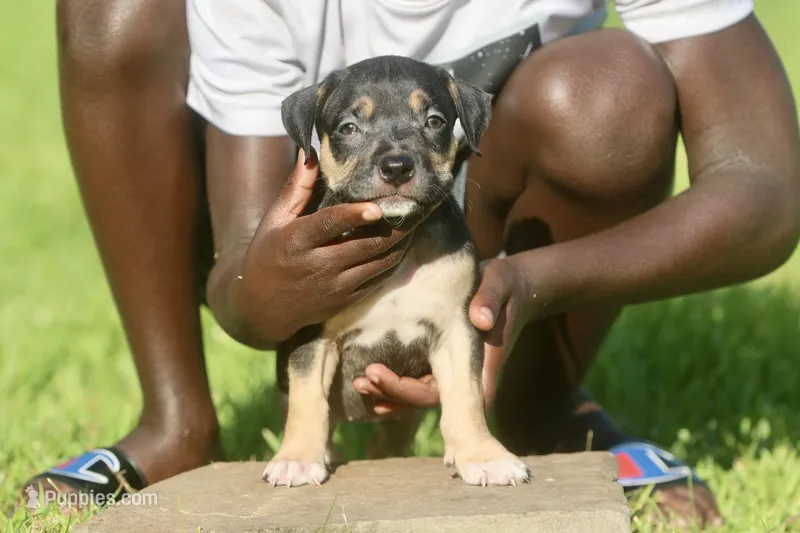 blurr – American Bully puppy for sale in Little Rock, AR