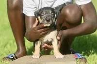 blurr, a female American Bully for sale in Little Rock, AR – 1 of 2