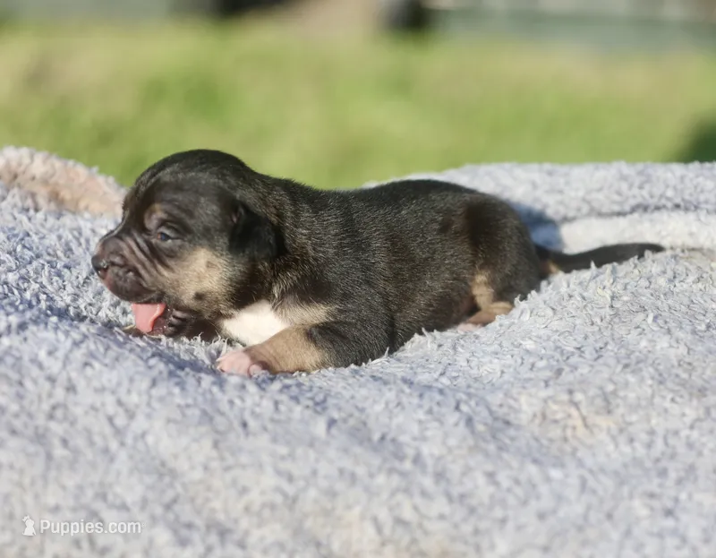 blurr – American Bully puppy for sale in Little Rock, AR