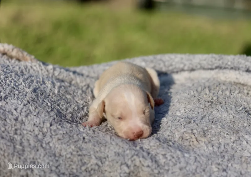 pinky – American Bully puppy for sale in Little Rock, AR