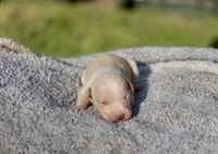 pinky, a female American Bully for sale in Little Rock, AR – 1 of 1