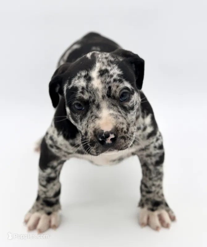 Oreo – American Bully puppy for sale in Little Rock, AR
