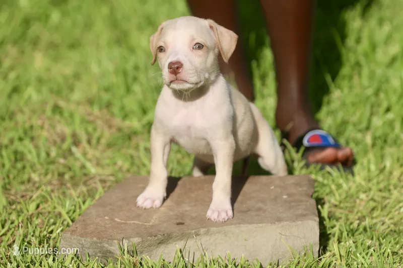 Exotic – American Bully puppy for sale in Little Rock, AR