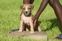 tetra, a female American Bully for sale in Little Rock, AR – 1 of 2