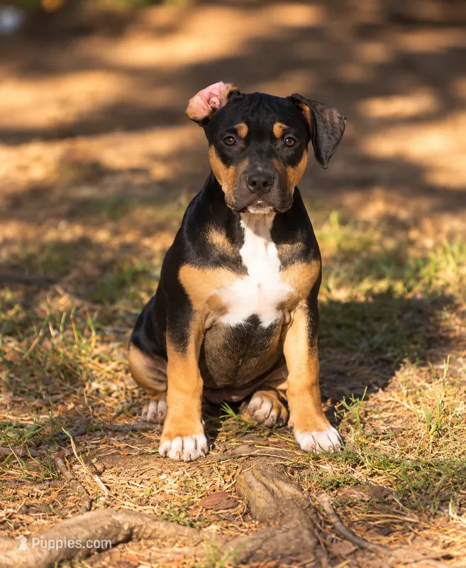 blurr – American Bully puppy for sale in Little Rock, AR