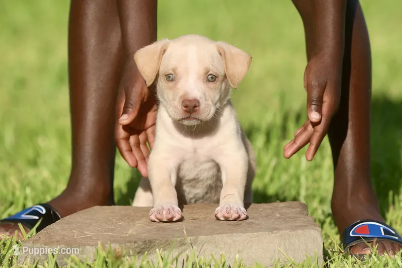 zena  – American Bully puppy for sale in Little Rock, AR