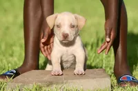 zena , a female American Bully for sale in Little Rock, AR – 1 of 2