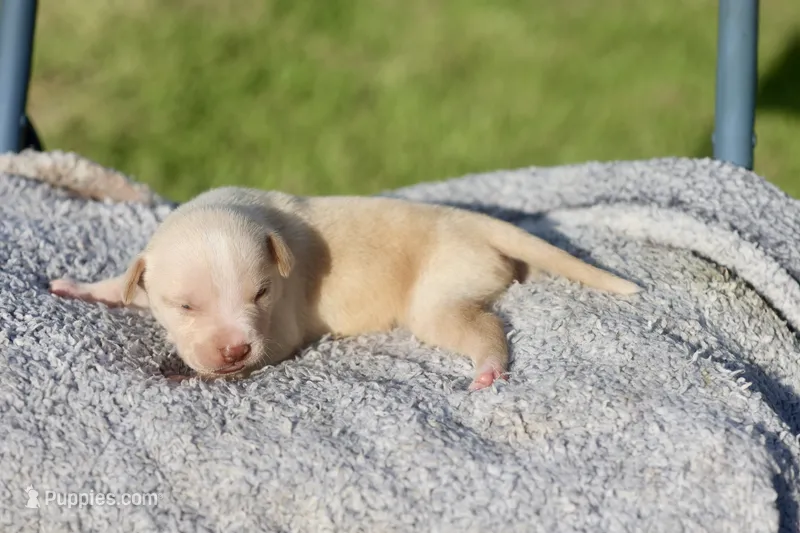 zena  – American Bully puppy for sale in Little Rock, AR