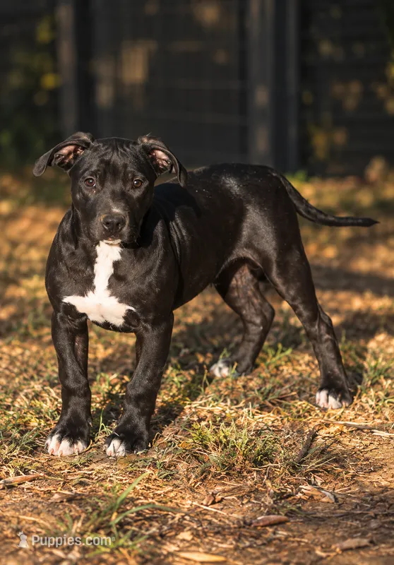 Blade – American Bully puppy for sale in Little Rock, AR