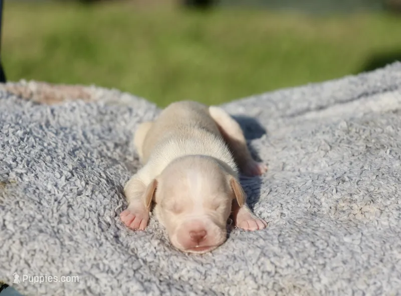 Exotic – American Bully puppy for sale in Little Rock, AR