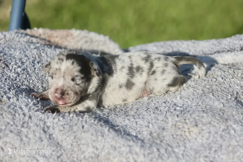rex – American Bully puppy for sale in Little Rock, AR