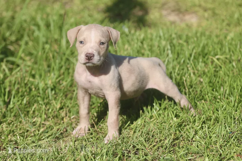 Suave – American Bully puppy for sale in Little Rock, AR