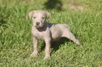 Suave, a male American Bully for sale in Little Rock, AR – 1 of 3